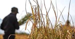 La Nación / Siembra de arroz tuvo expansión en varios departamentos