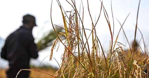La Nación / Siembra de arroz tuvo expansión en varios departamentos