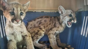 Refugio Urutaú anuncia que ya no podrá recibir más animales silvestres