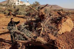 Colonos israelíes y soldados arrancan miles de árboles para castigar a una aldea palestina - Mundo - ABC Color