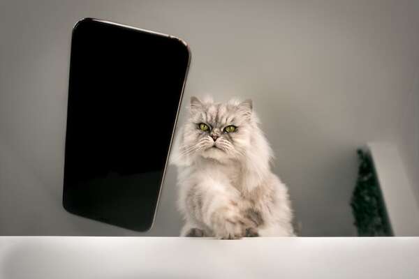 ¿Por qué mi gato tira cosas de la mesa? - Mascotas - ABC Color