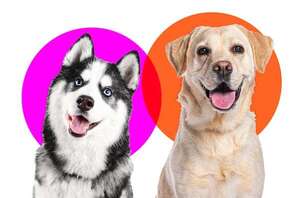 Labrador vs. Husky: dos razas que desafían las expectativas energéticas y de entrenamiento - Mascotas - ABC Color