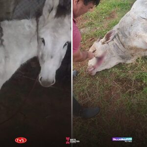 COMPRA UN BURRO PARA PROTEGER SU GANADO DE MISTERIOSAS MUERTES - «TVS DIGITAL»