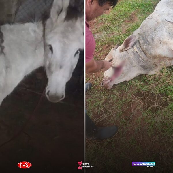 COMPRA UN BURRO PARA PROTEGER SU GANADO DE MISTERIOSAS MUERTES - «TVS DIGITAL»