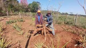San José de los Arroyos: cosechan más de 30 kilos de mandioca por planta en huertas familiares  - Nacionales - ABC Color