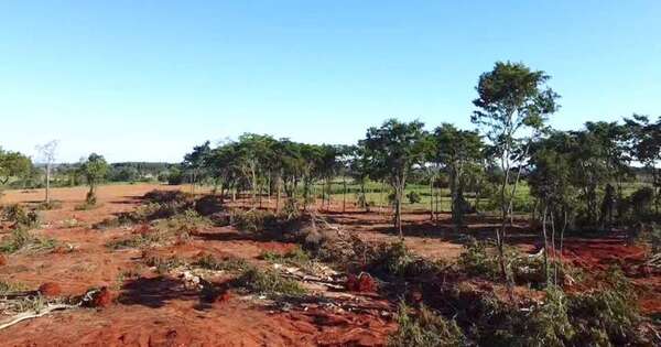 La Nación / Enjuiciarán a tres acusados por tala de árboles nativos en reserva de la Ande