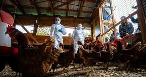 La Nación / Emiten alerta sanitaria para el sector avícola tras detección de influenza aviar en Bolivia