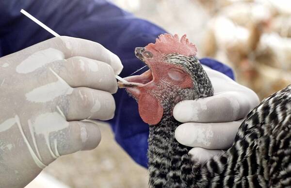 Popular / ¡Ndi bárbaro! Senacsa y otra alerta por aparición de gripe aviar, ¡ahora en Bolivia!