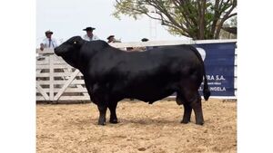Toro Brangus argentino vendido por cifra récord exportará su genética a Paraguay