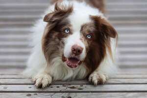 Reconociendo la epilepsia en perros: síntomas y cuidados esenciales - Mascotas - ABC Color