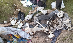 Hallan restos óseos en Juan Manuel Frutos: investigan si serían humanos - OviedoPress