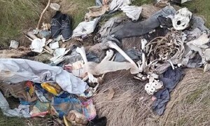 Caaguazú: Pescadores se topan con restos óseos y se investiga si son humanos – Prensa 5