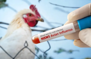 Alerta regional por Influenza Aviar: Senacsa refuerza controles en Paraguay