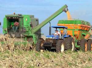 Demanda de maíz paraguayo se mantiene sólida entre mercado interno y exportación - ABC Rural - ABC Color