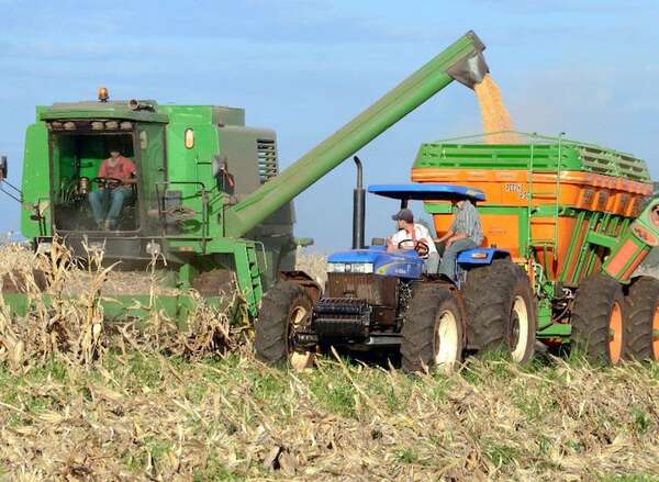 Demanda de maíz paraguayo se mantiene sólida entre mercado interno y exportación - ABC Rural - ABC Color