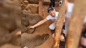 Piloto capibara conoció a los animalitos verdaderos y prometió volver