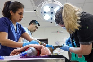 Realizan chequeos veterinarios a carpinchos en cuarentena en Tekotopa Centro Ambiental - ADN Digital
