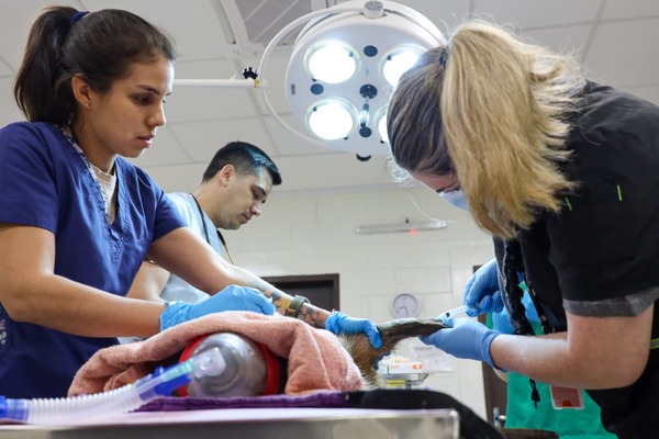Realizan chequeos veterinarios a carpinchos en cuarentena en Tekotopa Centro Ambiental - ADN Digital