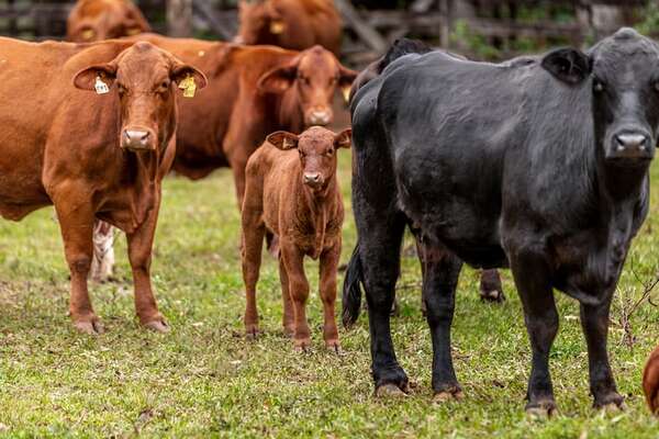 Clima favorable y precios en alza permitirán recuperar el hato bovino  - ABC Rural - ABC Color