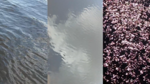 Leticia Alvarenga: "Cuerpos de agua"