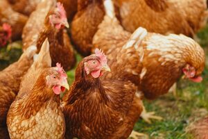 Emiten alerta máxima por caso de influenza aviar en aves de traspatio en Bolivia