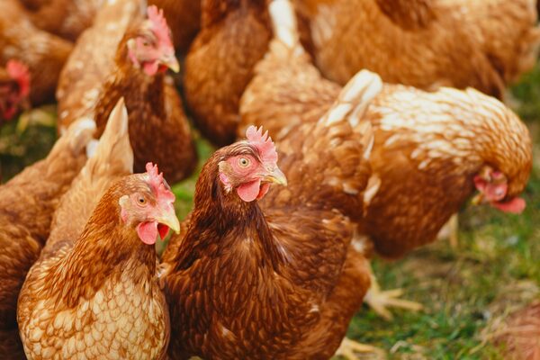 Emiten alerta máxima por caso de influenza aviar en aves de traspatio en Bolivia