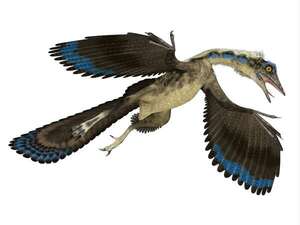 Descubrimientos sobre Archaeopteryx y Tiktaalik transforman nuestra comprensión de la evolución - Ciencia - ABC Color