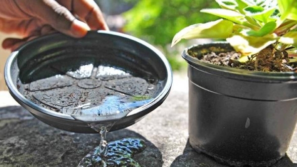 Eliminan más de 1.300 criaderos de mosquitos en jornada de control en Villa Elisa