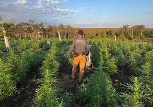 Eliminan 41 toneladas de marihuana en el Parque Nacional Paso Bravo - Policiales - ABC Color