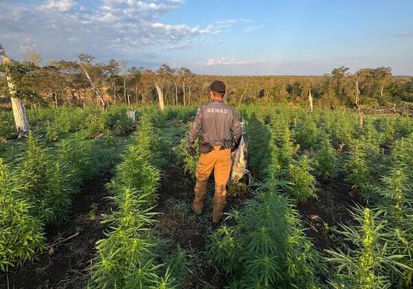 Eliminan 41 toneladas de marihuana en el Parque Nacional Paso Bravo - Policiales - ABC Color