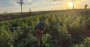 La Nación / Eliminan más de 40 toneladas de marihuana en el Parque Nacional Paso Bravo