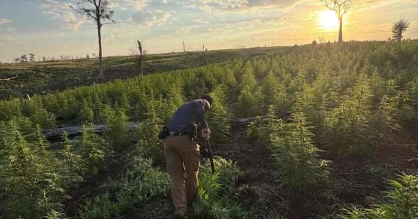 La Nación / Eliminan más de 40 toneladas de marihuana en el Parque Nacional Paso Bravo