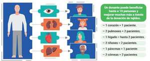 Día Nacional del Donante de Órganos y Tejidos: ¿Qué órganos se pueden donar?, ¿a quiénes puedo donar? - Ciencias Naturales Segundo Ciclo - ABC Color