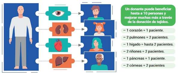 Día Nacional del Donante de Órganos y Tejidos: ¿Qué órganos se pueden donar?, ¿a quiénes puedo donar? - Ciencias Naturales Segundo Ciclo - ABC Color