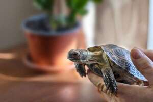 Cómo identificar y manejar el estrés en tus tortugas: guía práctica - Mascotas - ABC Color