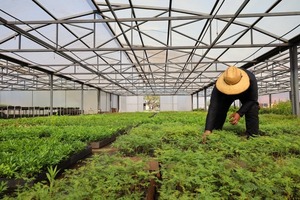 Vivero de Tekotopa Centro Ambiental de Itaipú produjo más de 110 mil plantines en agosto - ADN Digital