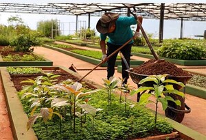 Vivero de Tekotopa Centro Ambiental de Itaipú produjo más de 110 mil plantines en agosto | DIARIO PRIMERA PLANA