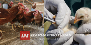 SENACSA EMITE ALERTA SANITARIA POR CASO DE INFLUENZA AVIAR EN LA ARGENTINA