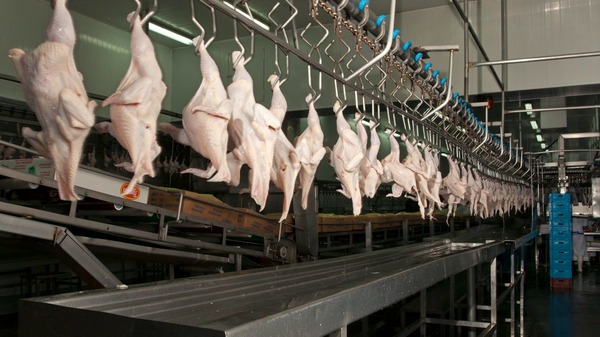 Exportaciones de carne aviar caen 23% y generan US$ 5,6 millones hasta agosto