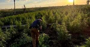 La Nación / Senad elimina más de 40 toneladas de marihuana