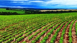 Soja: Arranca siembra de 3,6 millones de hectáreas