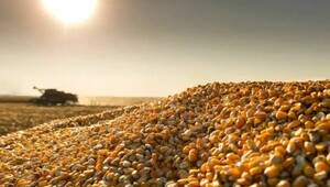Exportación de maíz estadounidense cae por falta de venta a China
