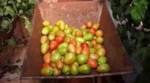 MAG acompaña la producción de tomate híbrido en Pedro Juan Caballero