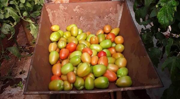 MAG acompaña la producción de tomate híbrido en Pedro Juan Caballero