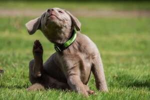 Prurito sin pulgas en perros: aprendé cómo identificar y tratar la picazón persistente - Mascotas - ABC Color