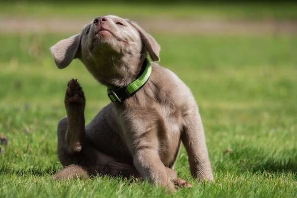 Prurito sin pulgas en perros: aprendé cómo identificar y tratar la picazón persistente - Mascotas - ABC Color