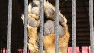 Lambaré: Paola Hermann repudia la muerte de un perro víctima de maltrato