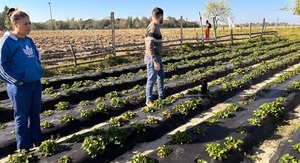 Productor de frutilla logra cosecha de 150 kilos semanales