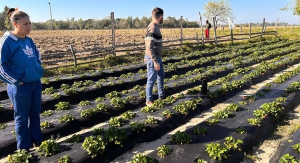 Productor de frutilla logra cosecha de 150 kilos semanales
