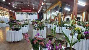 Hohenau: Expo Orquídeas promete una verdadera "fiesta de las flores"